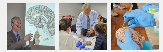 Collage of images showing educational activities related to brain anatomy.