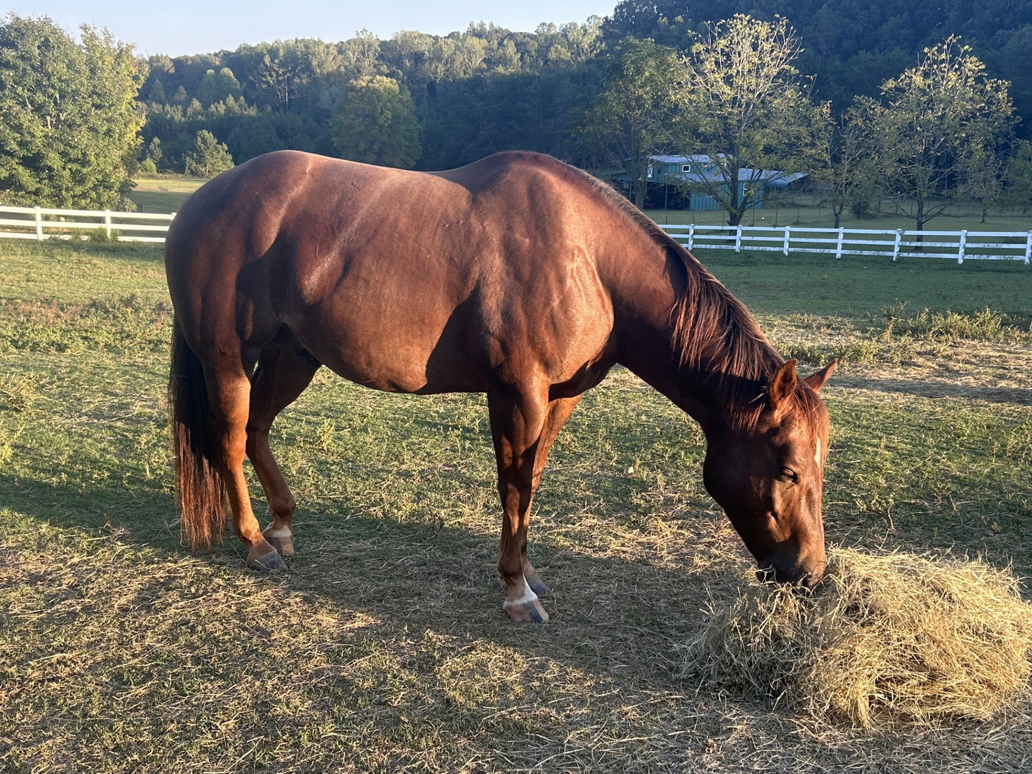 A brown horse eating hay