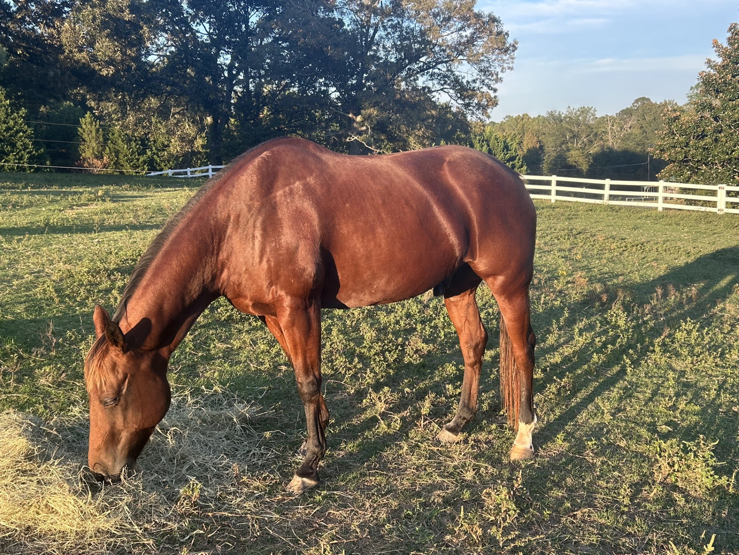 A brown horse eating hay