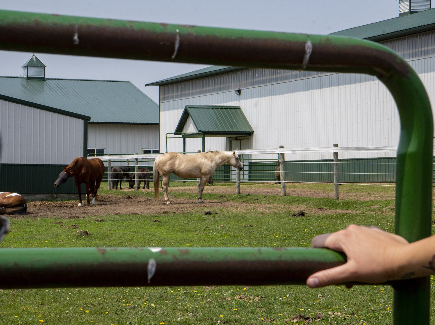 Looking at two horses on a farm through a metal fence
