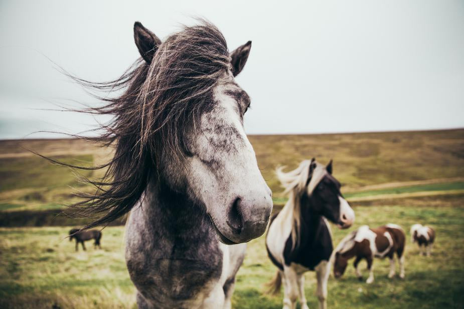 Horses Classifieds