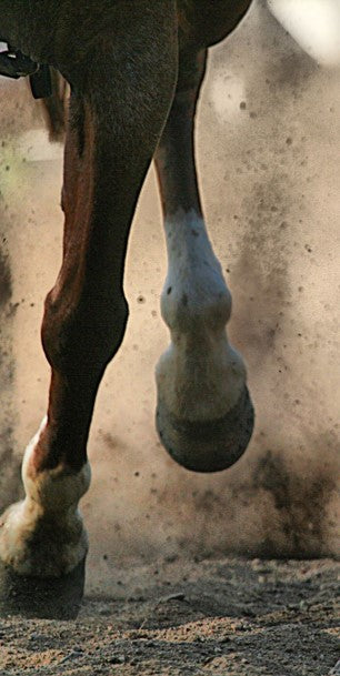 Horse hoofs in the dirt