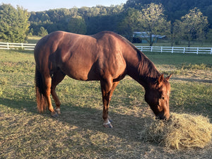 Reagan and Slick: two horses seeking EAP program home