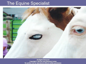 Equine Specialist: Roles, Boundaries, and Ethical Considerations