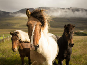 Equine Specialist, Part 3